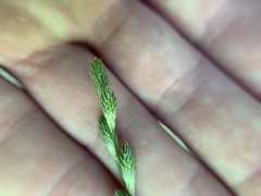 Carex tribuloides sangamonensis