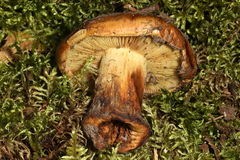 Cortinarius aureofulvus