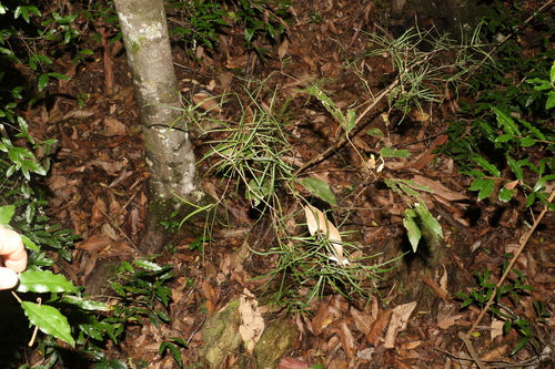 Image of Notelaea lloydii by (c) Greg Tasney, some rights reserved (CC BY-SA)