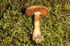 Cortinarius flavifolius