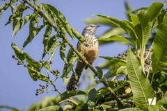 Campylorhynchus zonatus