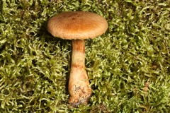 Cortinarius flavifolius