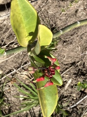 Euphorbia tithymaloides
