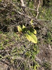 Euphorbia tithymaloides