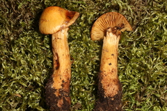 Aureonarius neocallisteus