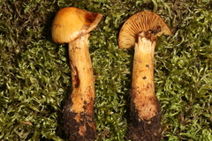 Aureonarius neocallisteus