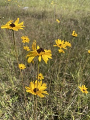 Helianthus heterophyllus