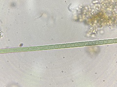 Cyanophyceae