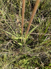 Helianthus heterophyllus