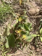 Triumfetta semitriloba