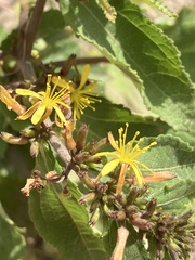 Triumfetta semitriloba