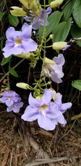 Thunbergia laurifolia