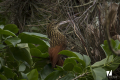 Xiphorhynchus flavigaster