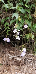 Thunbergia laurifolia