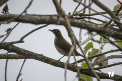 Turdus assimilis