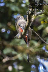 Trogon mexicanus