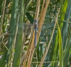 Rhionaeschna californica