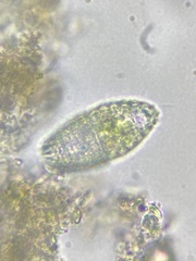 Colepidae