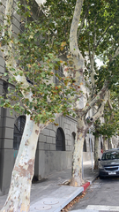 Platanus