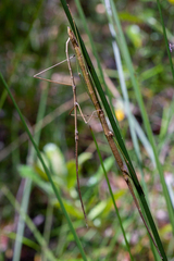 Phasmatini