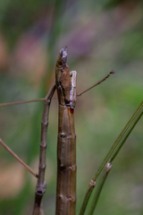 Phasmatini