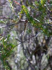 Hemicordulia australiae