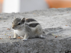 Funambulus pennantii