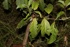 Clerodendrum tomentosum