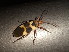 Oncopeltus unifasciatellus