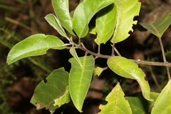Clerodendrum tomentosum