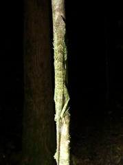 Anolis frenatus