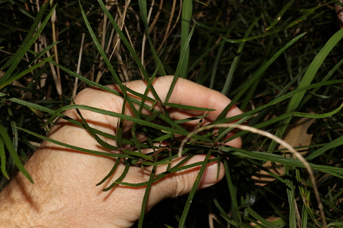 Image of Notelaea lloydii by (c) Greg Tasney, some rights reserved (CC BY-SA)