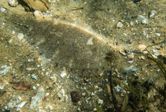 Pseudorhombus jenynsii