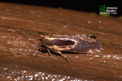 Stictopterinae