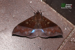 Ischyja hemiphaea