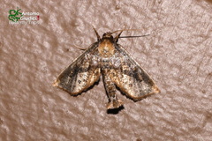 Sinecalca capotana