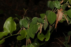 Macrotyloma axillare axillare