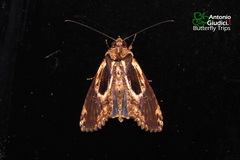 Stictopterinae