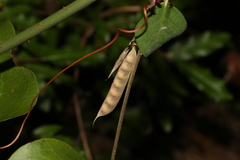 Macrotyloma axillare axillare