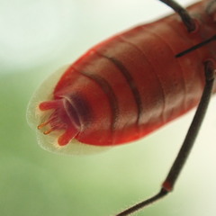 Leptocoris tagalicus