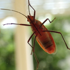 Leptocoris tagalicus