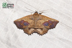Cryptastria fuscomarginata