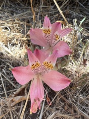 Alstroemeria hookeri