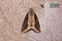 Odontodes seranensis