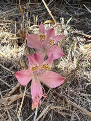 Alstroemeria hookeri