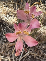 Alstroemeria hookeri