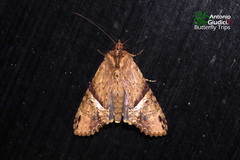 Stictopterinae