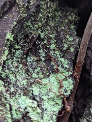 Lepraria finkii
