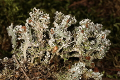 Cladonia phyllophora