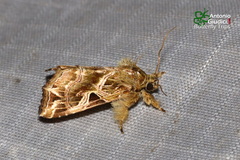 Callopistria flavitincta